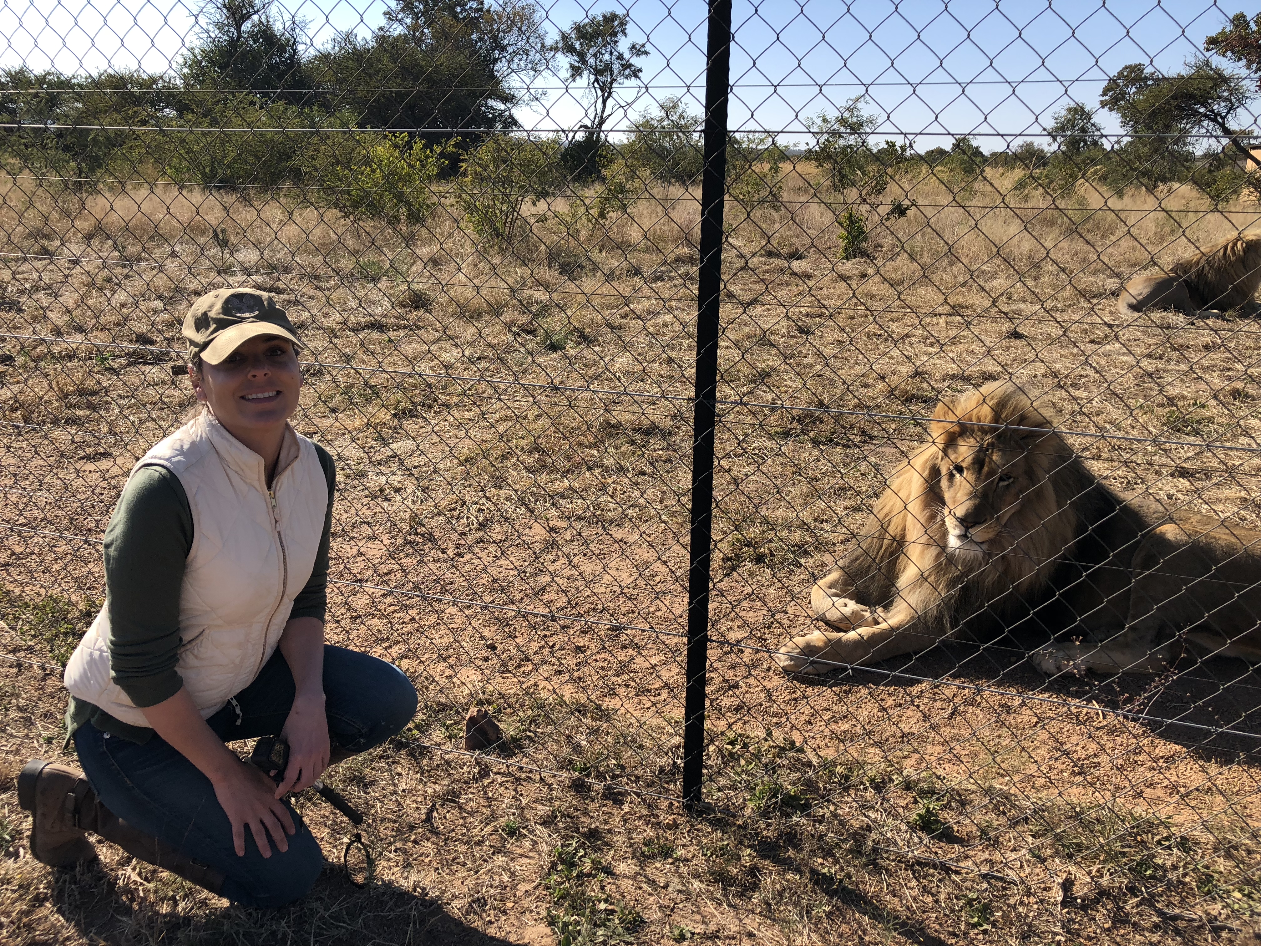 Ex-situ lion research in South Africa