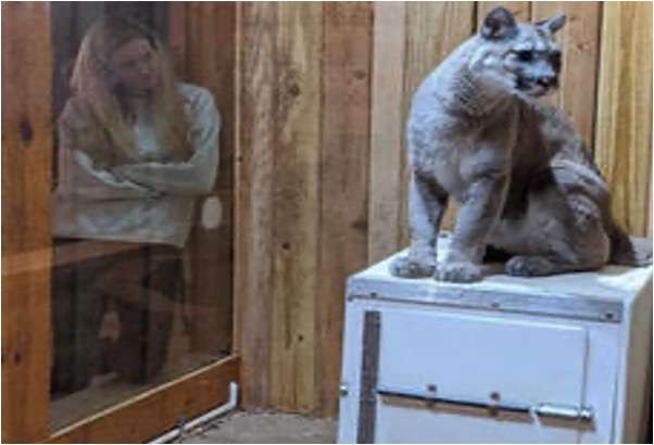 Victoria O'Connor conducting a carnivore cognition experiment