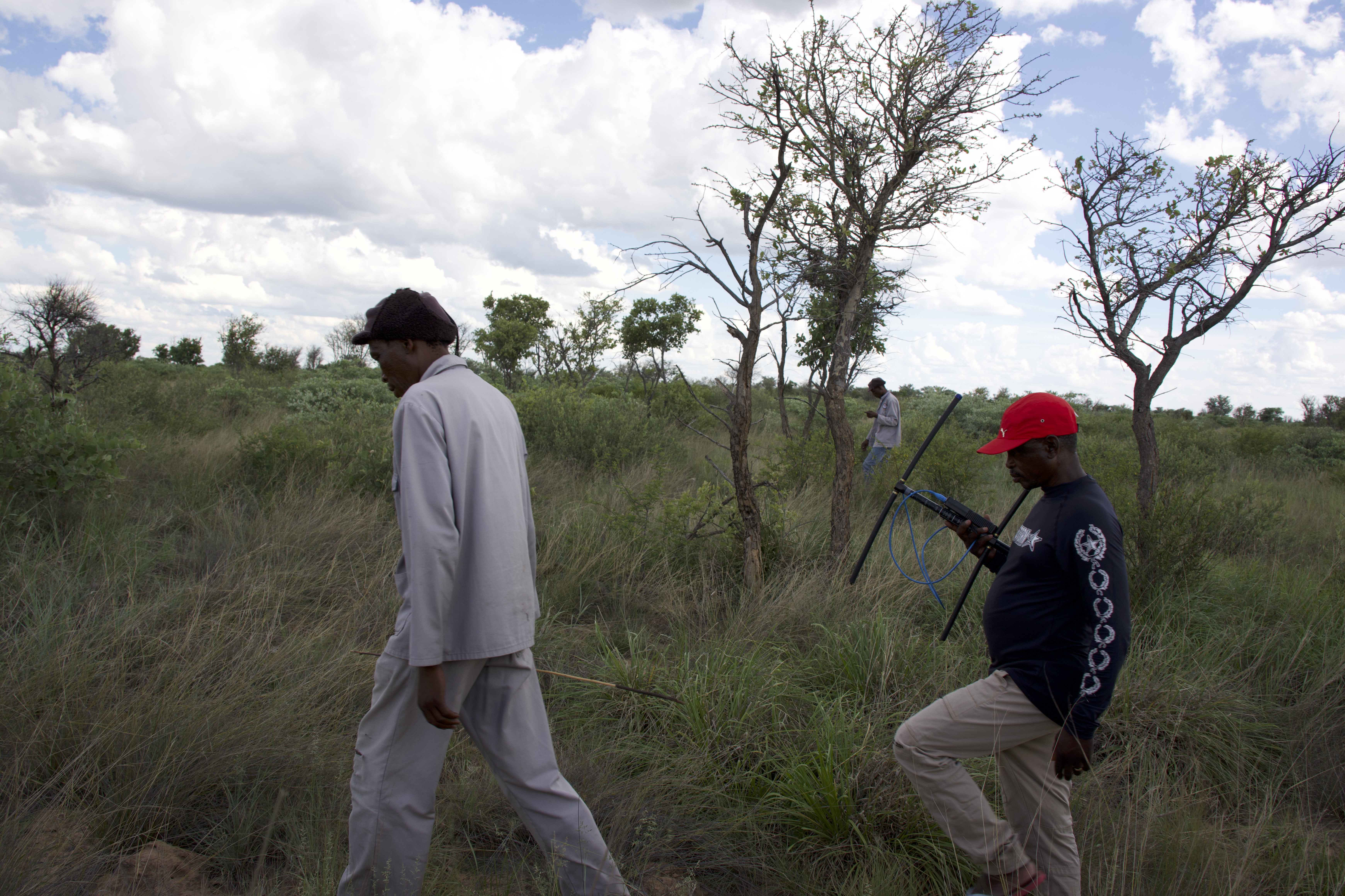 Tracking lions in the Kalahari
