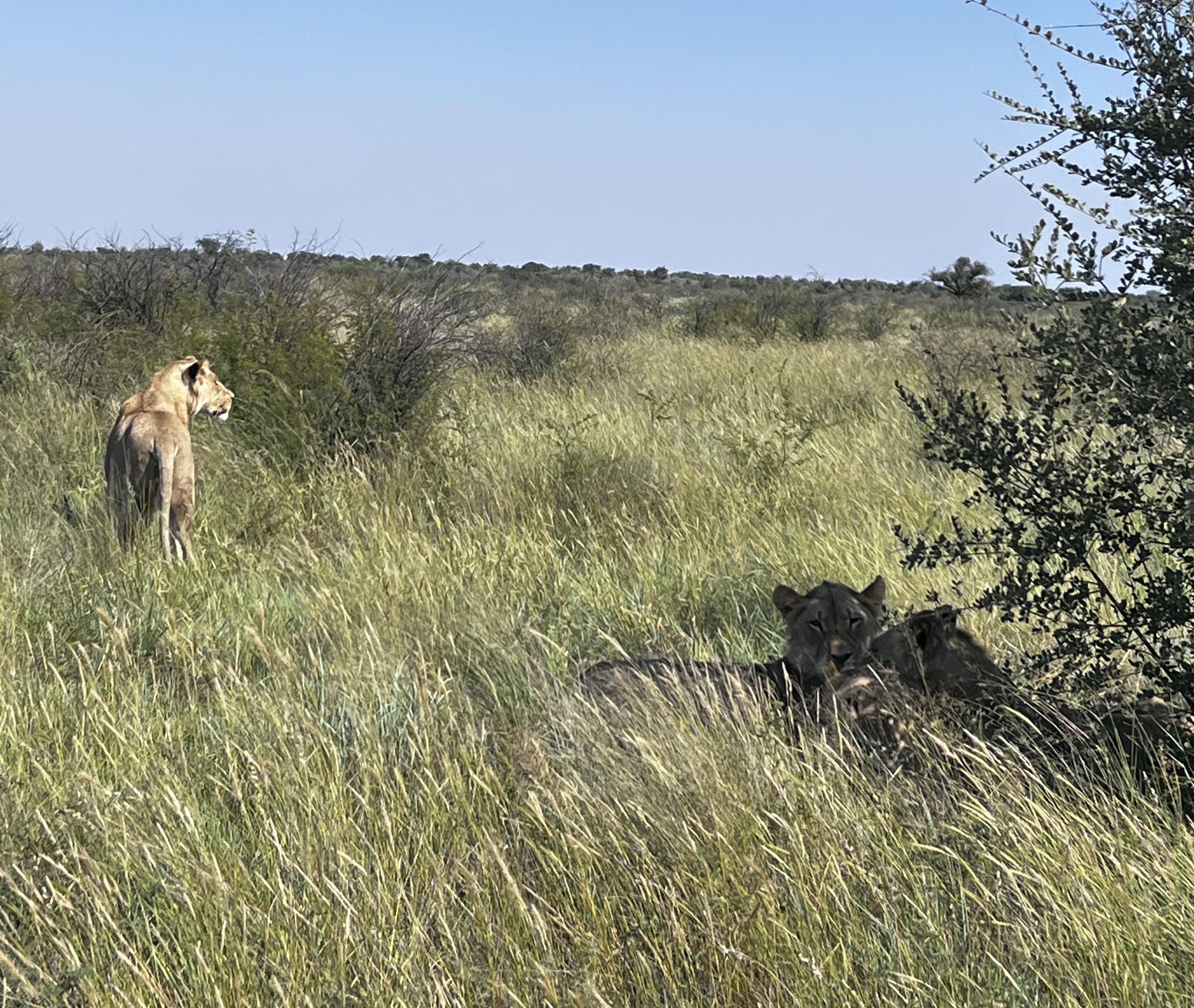 Lion research landscape in Botswana