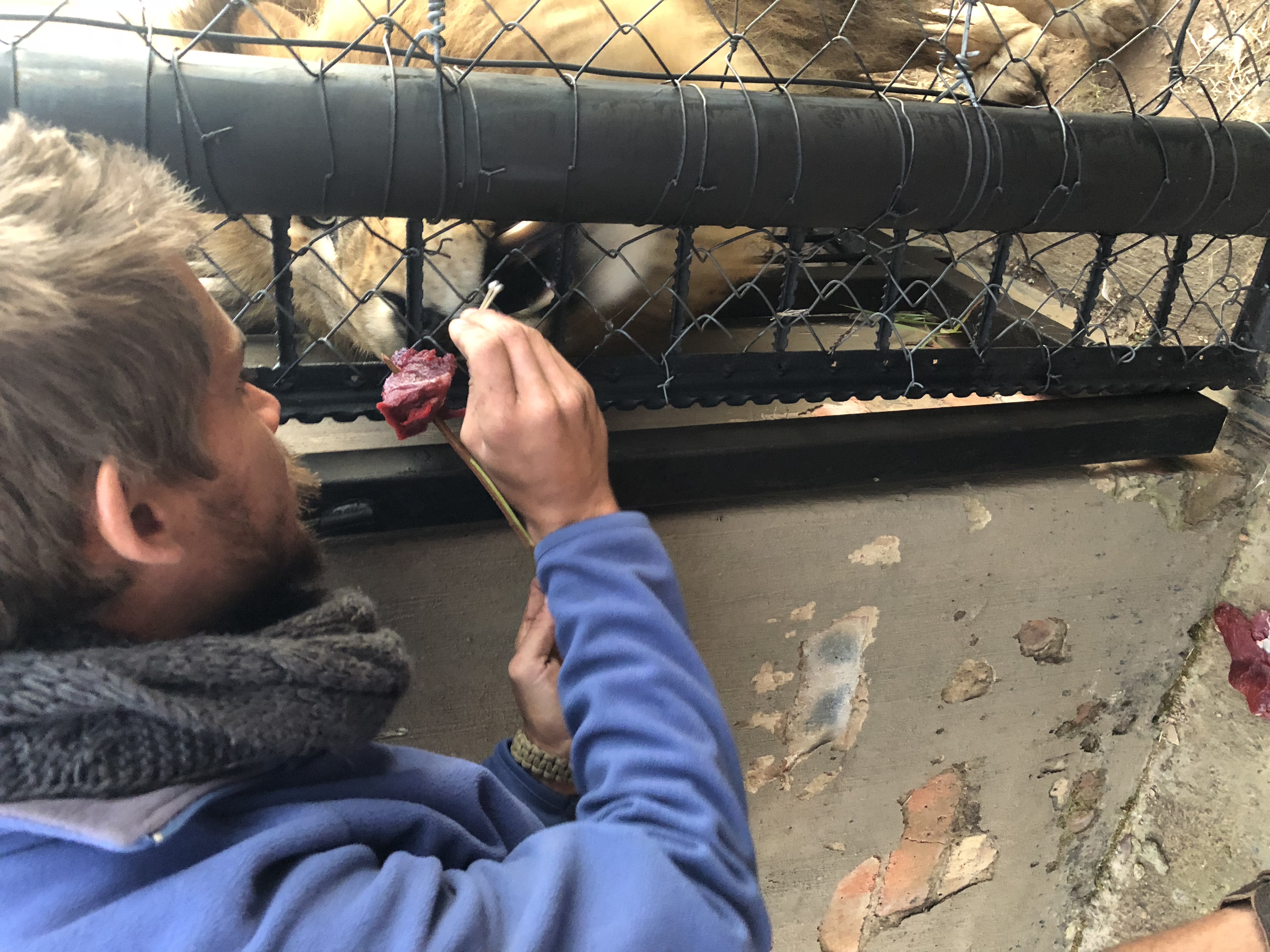 Collecting a non-invasive saliva sample from a captive lion