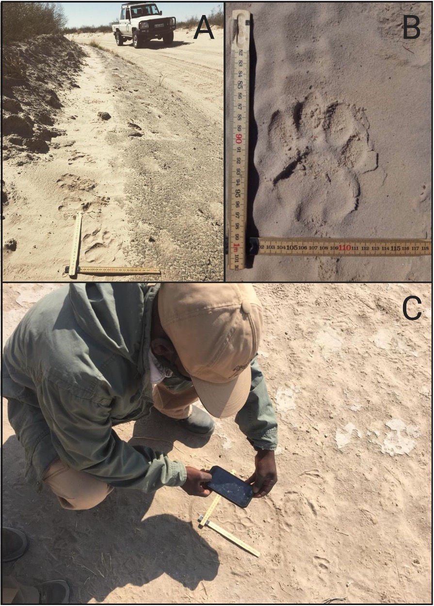 Reconstructing lion behavior from spoor