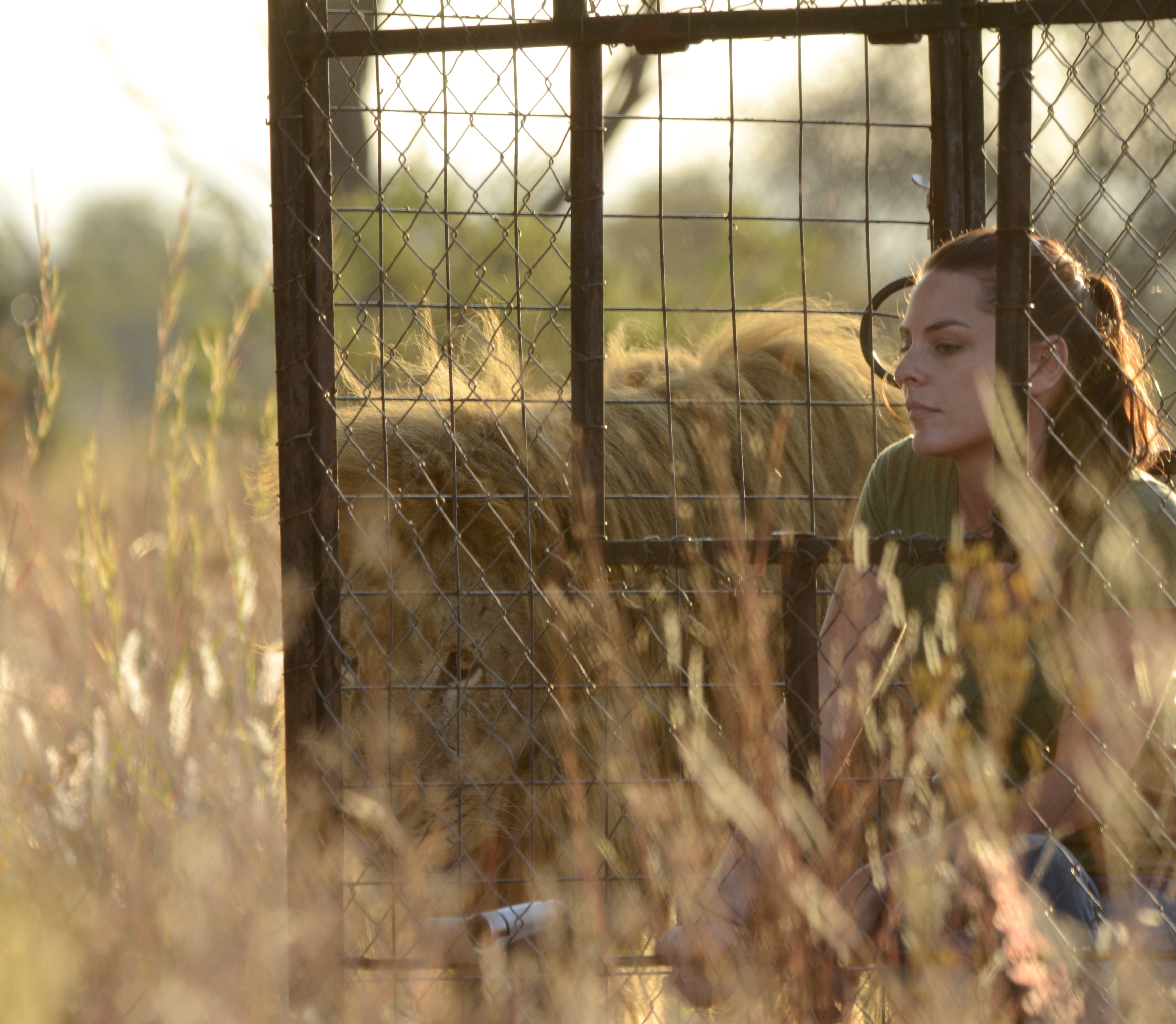 Natalia Borrego conducting lion research