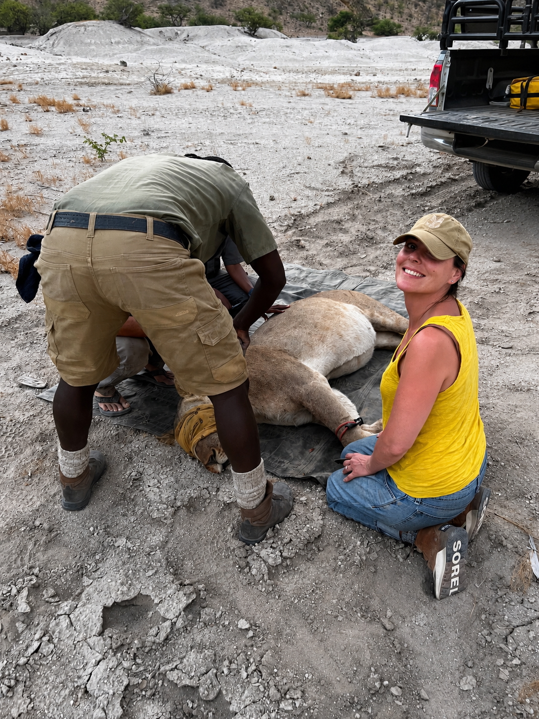 Biologging deployments during permitted lion capture
