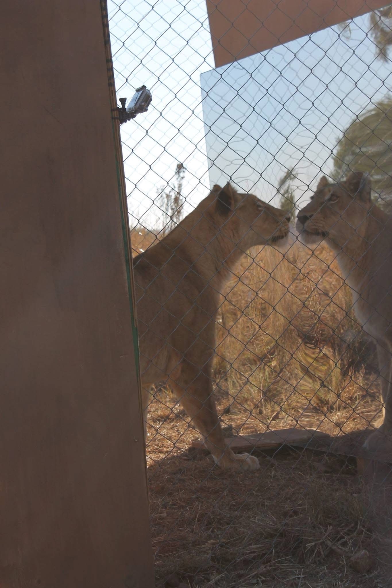 Lions participating in a mirror-based behavioral experiment