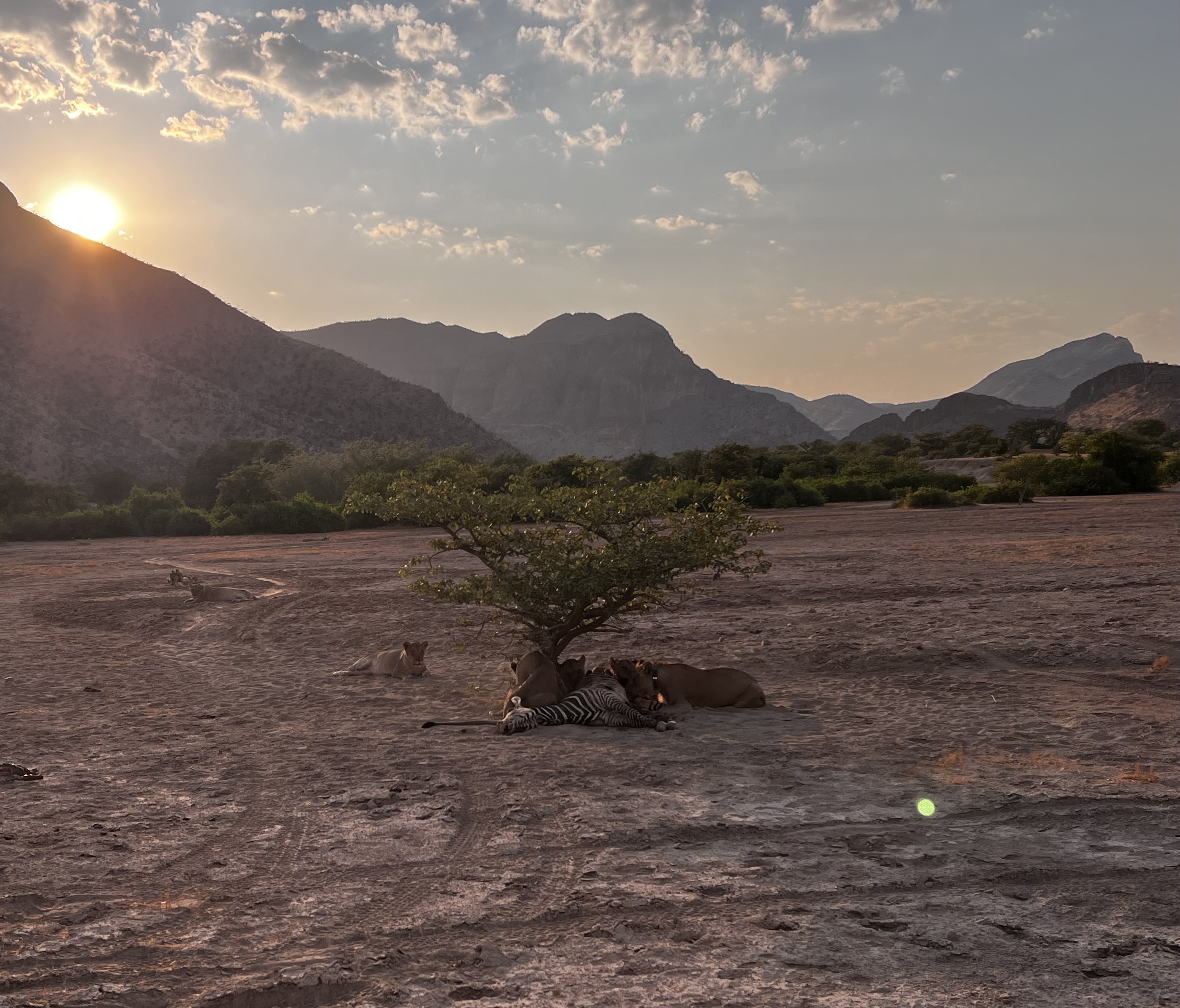 Lion research landscape in Namibia