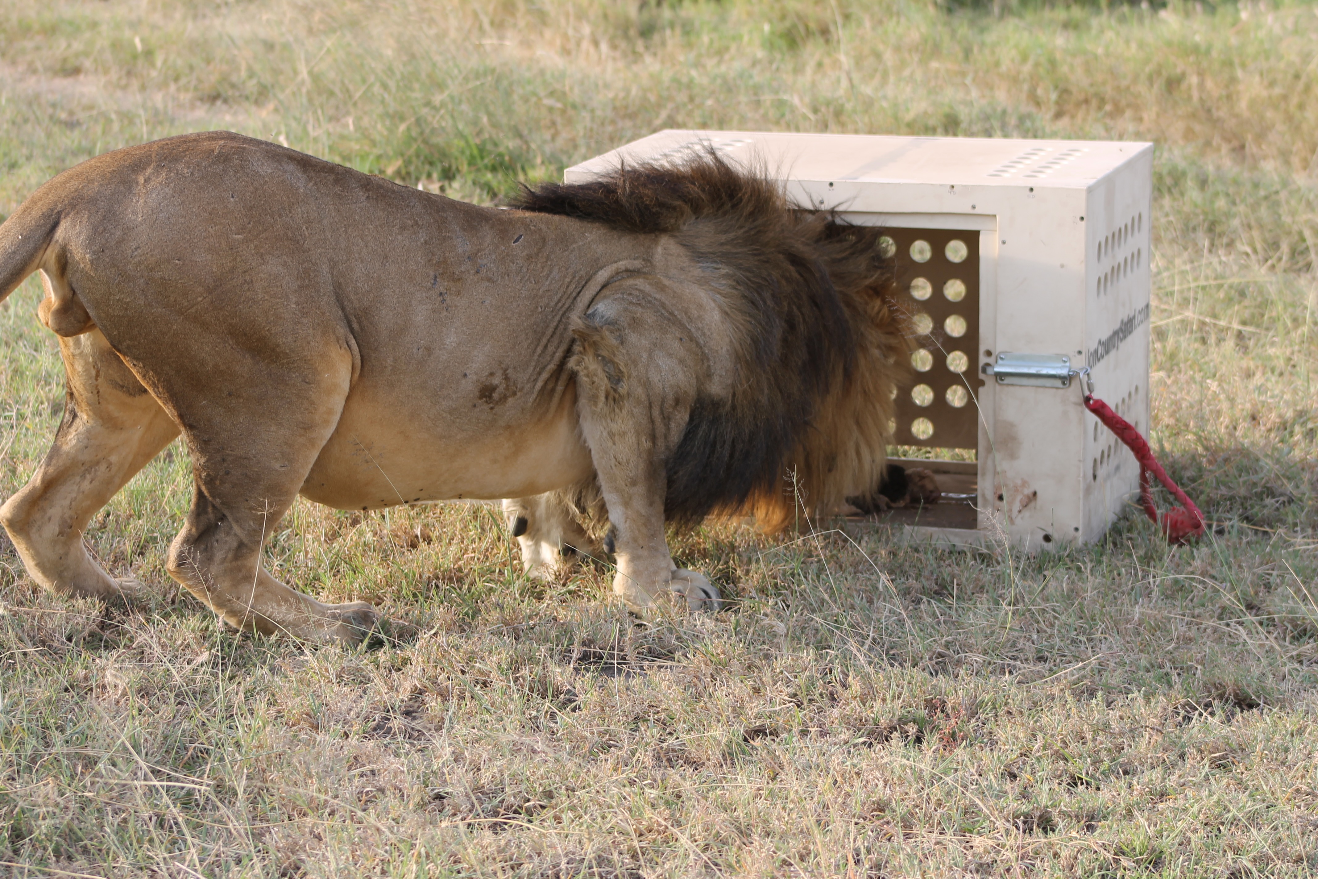 Lion interacting with a puzzle-box during a cognition experiment