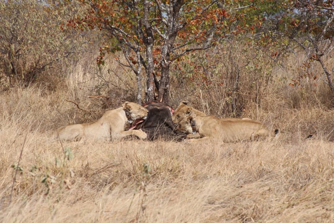 Lion research landscape in Zimbabwe